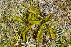 Aciphylla similis