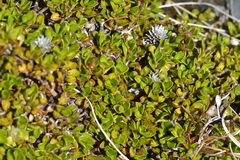 Coprosma perpusilla