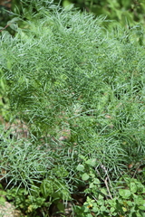 Arracacia tolucensis