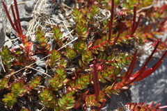 Epilobium rubro-marginatum