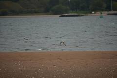 Pluvialis squatarola