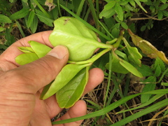 Anredera brachystachys