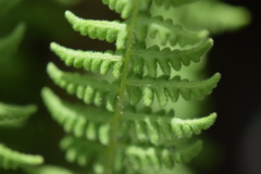 Woodsiaceae