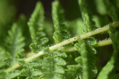 Woodsiaceae