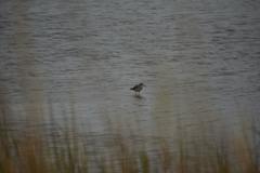 Tringa melanoleuca