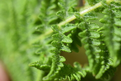 Woodsiaceae
