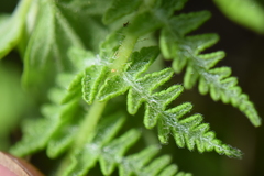 Woodsiaceae