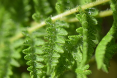 Woodsiaceae