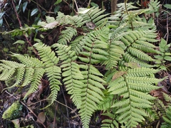 Ctenitis subglandulosa