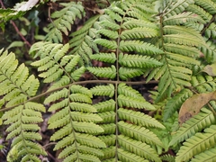 Ctenitis subglandulosa