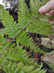 Ctenitis subglandulosa