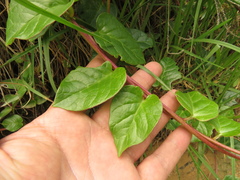 Anredera brachystachys