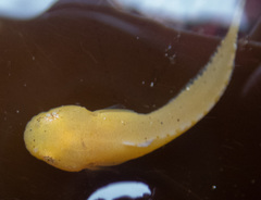 Liparis mucosus