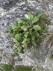 Pachystegia insignis