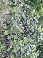 Pachystegia insignis