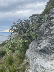 Pachystegia insignis