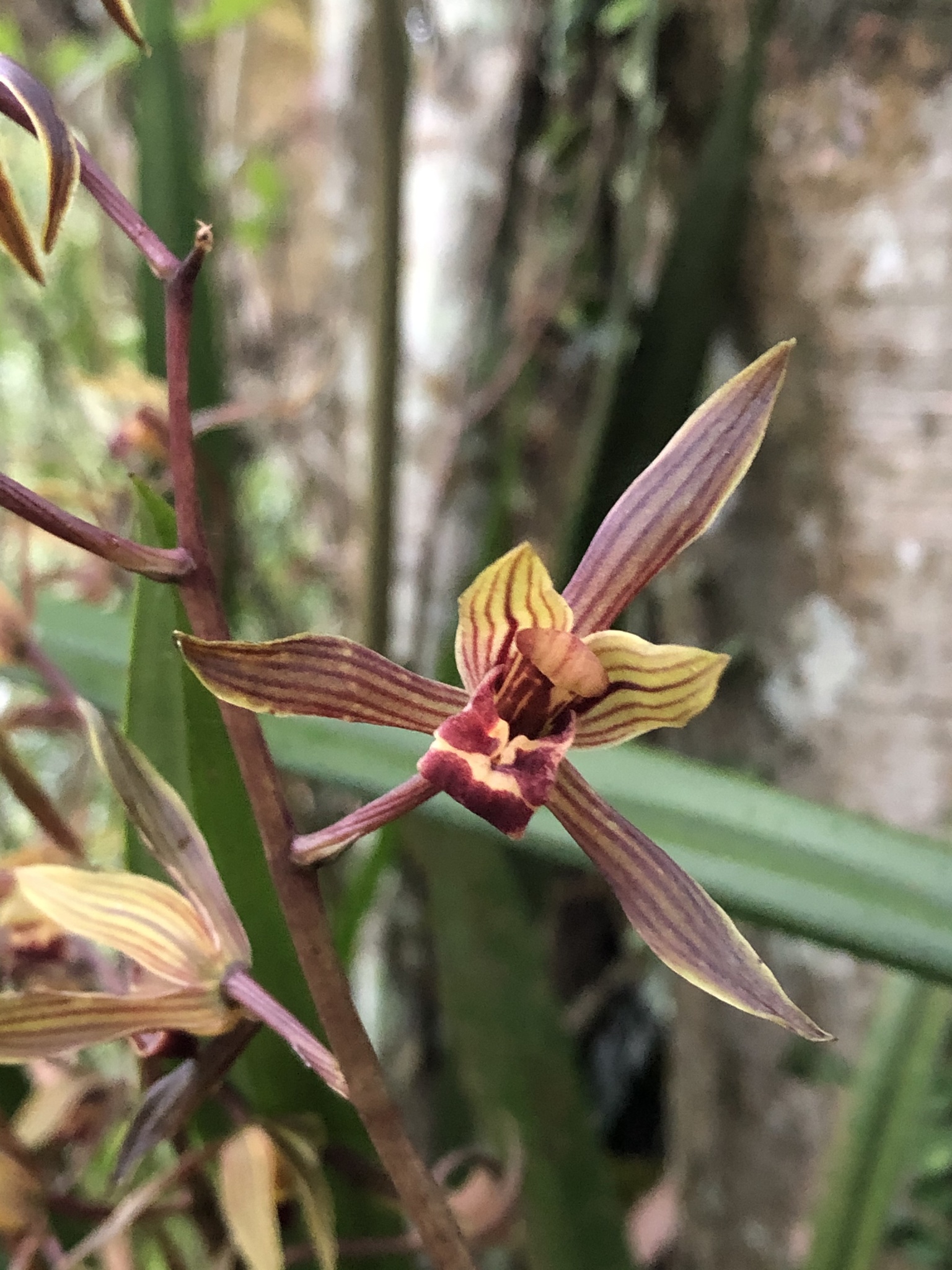 Cymbidium sinense (Jackson ex Andrews) Willd.
