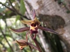 Cymbidium sinense