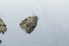 Giaura multipunctata