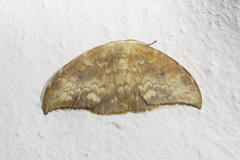 Strepsigonia quadripunctata