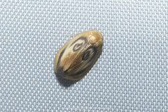 Trischalis subaurana