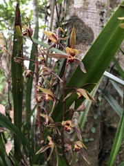 Cymbidium sinense