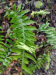Cyrtomium fortunei