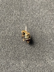 Simosyrphus grandicornis