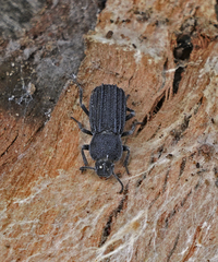 Nyctoporis carinata