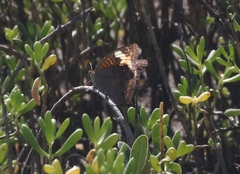 Junonia neildi