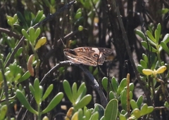 Junonia neildi