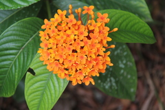 Ixora congesta
