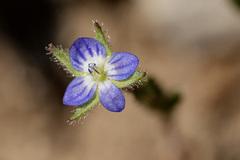 Veronica biloba