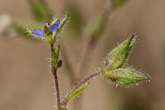 Veronica biloba