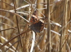 Junonia neildi