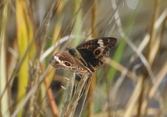 Junonia neildi