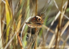 Junonia neildi