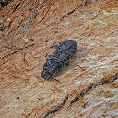 Nyctoporis carinata