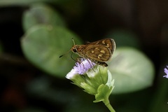Taractrocera ardonia
