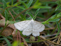 Perconia strigillaria