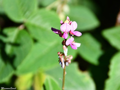 Desmodium intortum
