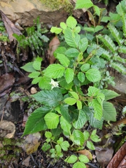 Rubus hirsutus