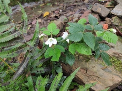 Rubus hirsutus