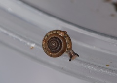 Kaliella depressa
