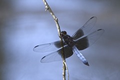 Thermorthemis madagascariensis