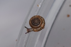 Kaliella depressa