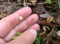 Moehringia lateriflora