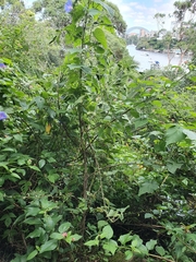 Abutilon grandifolium