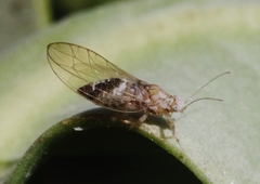 Leuronota maritima