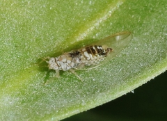 Leuronota maritima